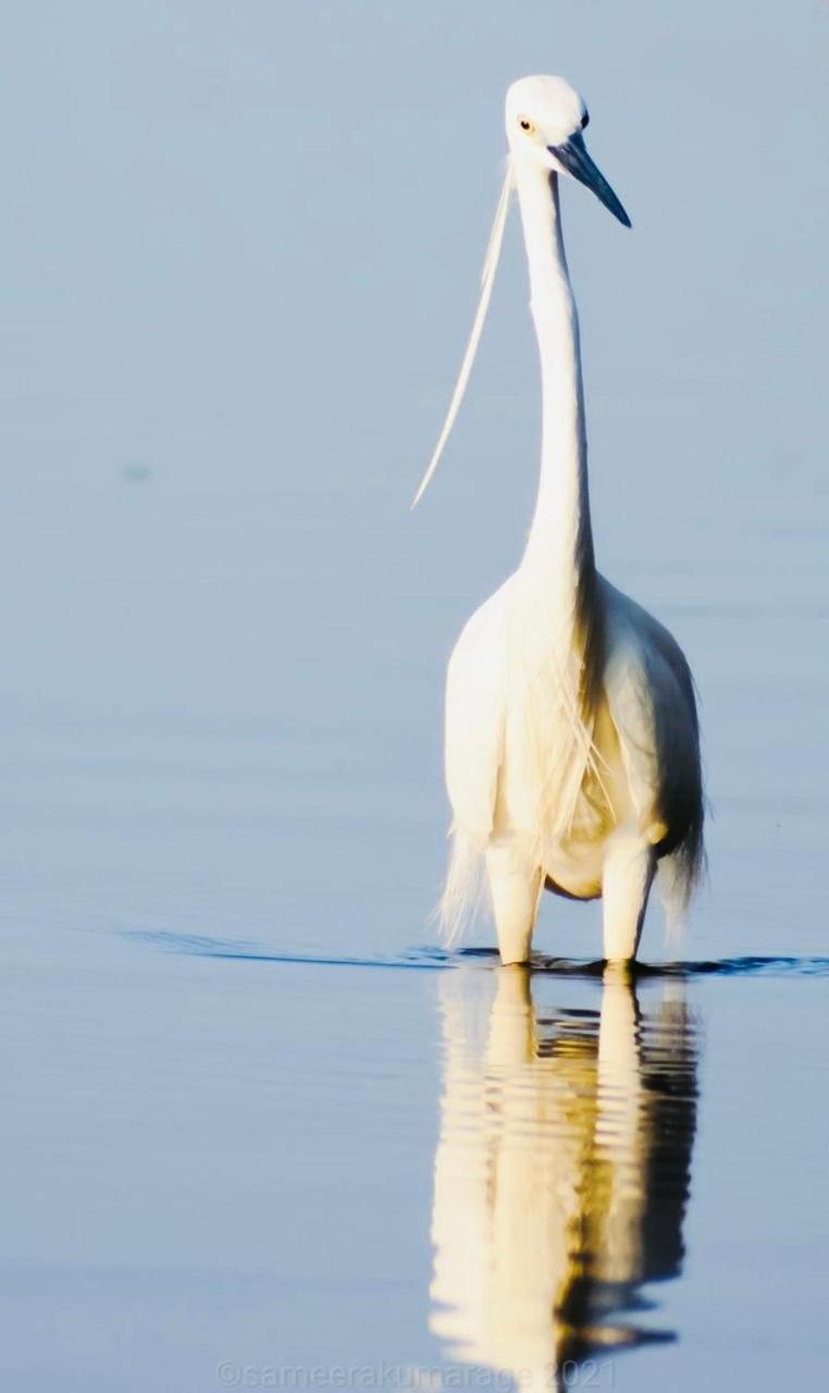 Pelican Lake อุดาวาลาเว ภายนอก รูปภาพ